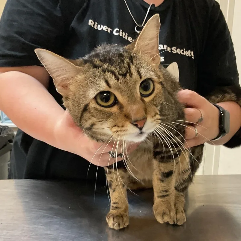 An adult medium-sized male Brown / Chocolate Domestic Short Hair cat named Toney for adoption in Monroe, LA
