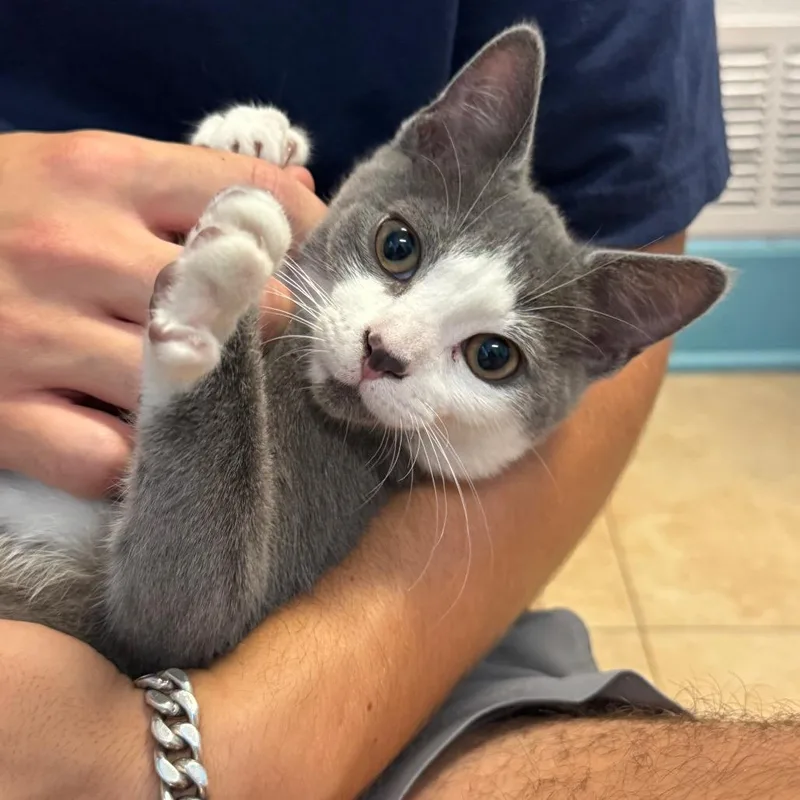 A baby small-sized male Gray / Blue / Silver Domestic Short Hair cat named Au Revoir for adoption in Decatur, GA