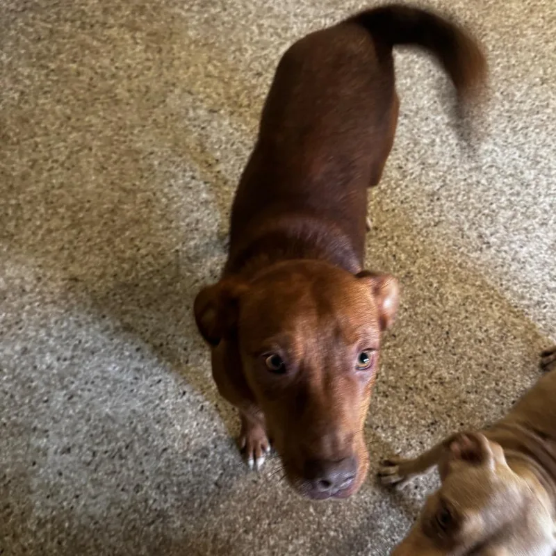 A young medium-sized female Red / Chestnut / Orange Retriever dog named Flossie for adoption in Brownsboro, AL