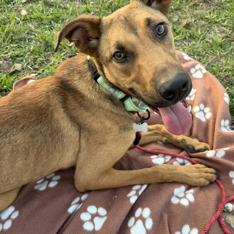 A young medium-sized male Golden Black Mouth Cur dog named Happy for adoption in Houston, TX