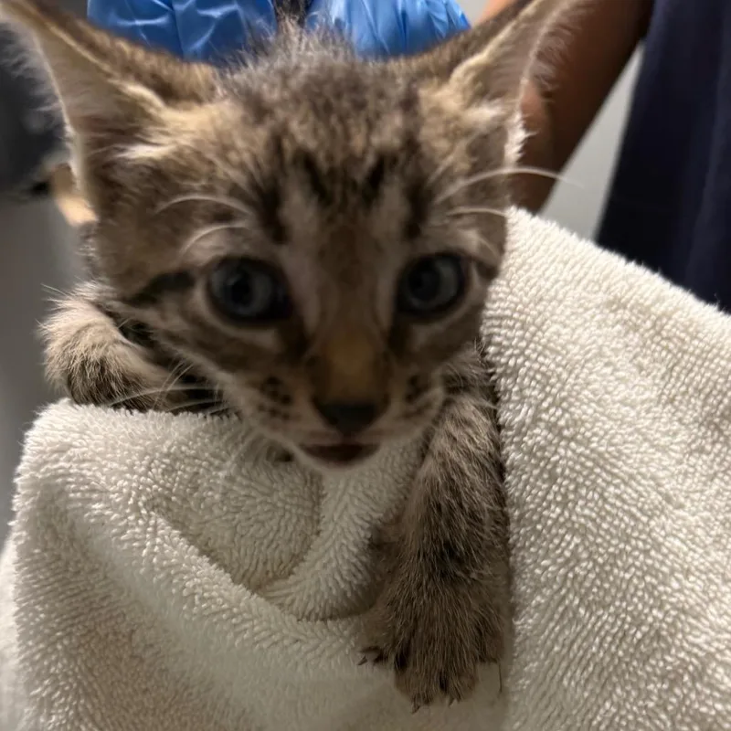 A baby small-sized male Black Domestic Short Hair cat named Poblano for adoption in Allentown, PA