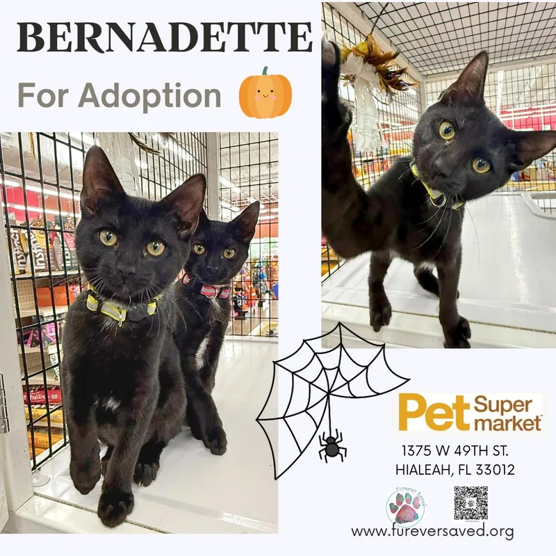 A baby small-sized female Black Domestic Short Hair cat named Bernadette for adoption in Miami, FL