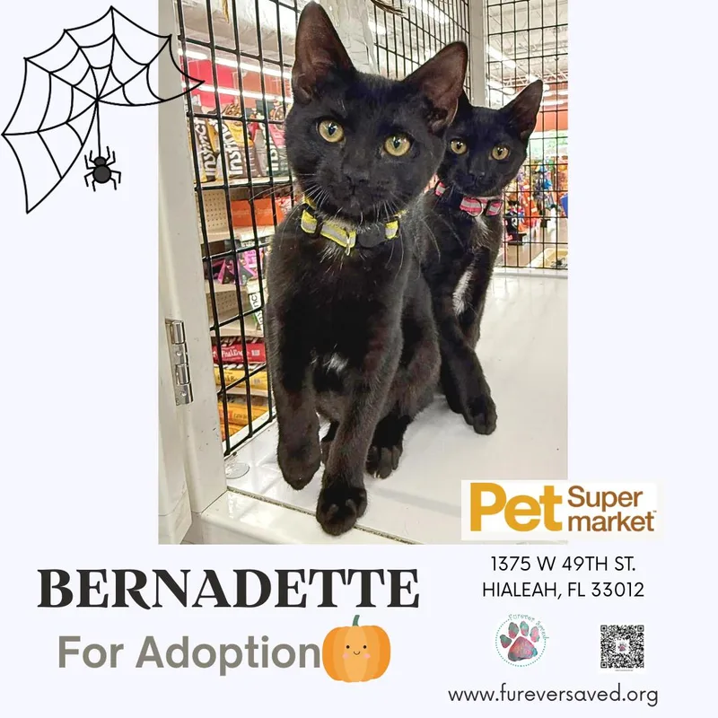 Bernadette thumbnail 2