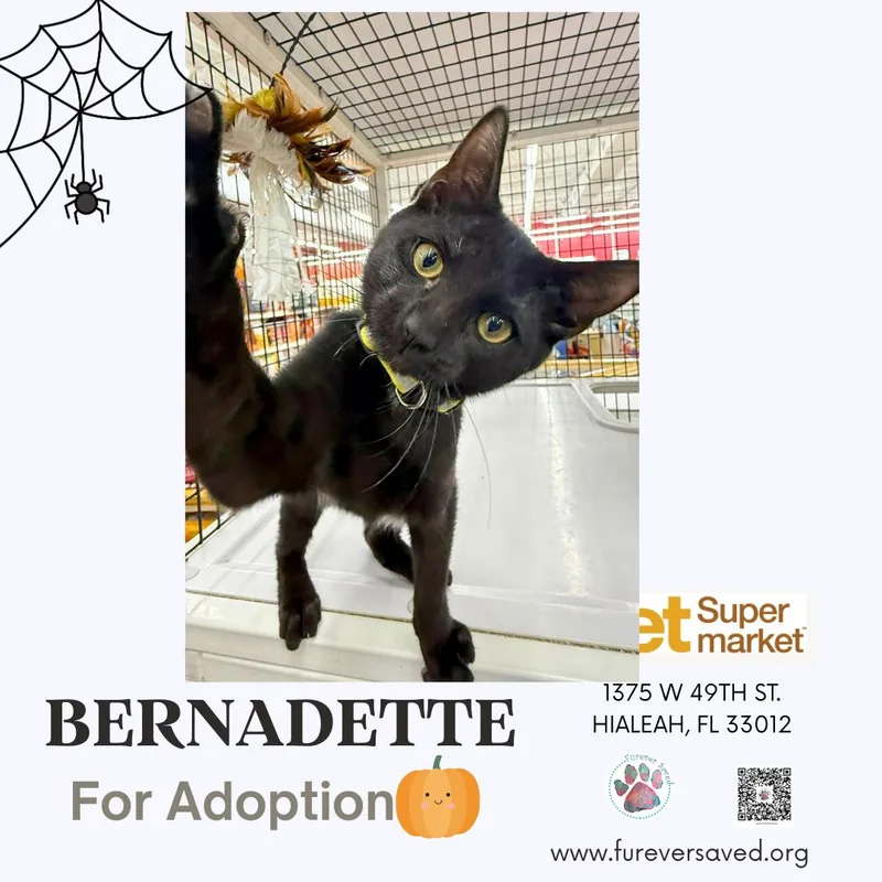 Bernadette thumbnail 3