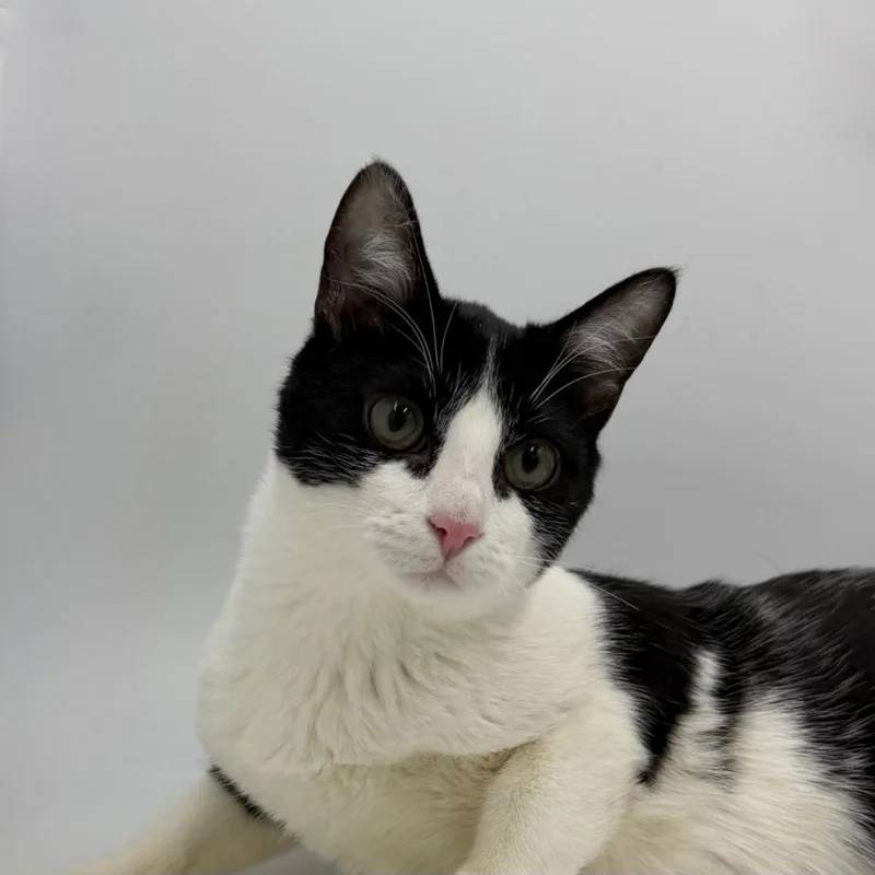 A baby medium-sized male Domestic Short Hair cat named Ziggy for adoption in State College, PA