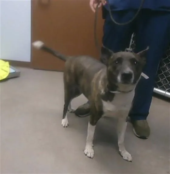 An adult large-sized male Pit Bull Terrier dog named Chico for adoption in Phoenix, AZ