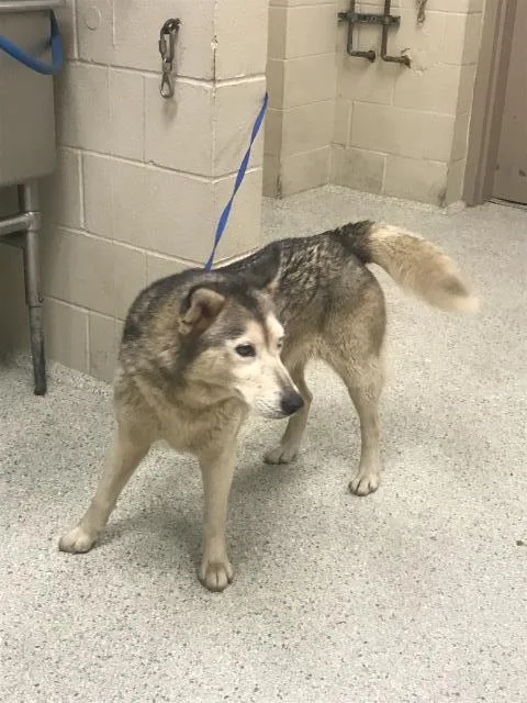 A young large-sized female Siberian Husky dog named Henrietta for adoption in Conroe, TX