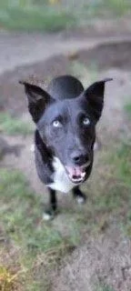 An adult large-sized male Black Husky dog named Remi for adoption in Bartlesville, OK