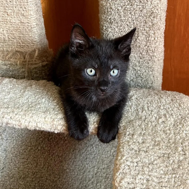 A baby small-sized male Black Domestic Short Hair cat named Maverick for adoption in Carmel, IN