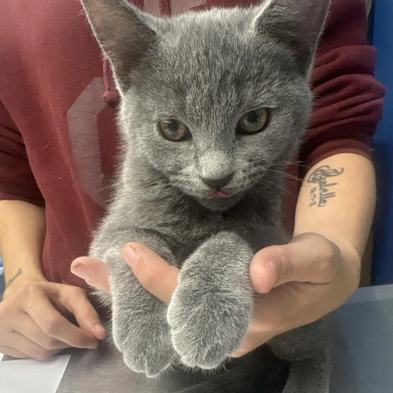 A baby small-sized male Gray / Blue / Silver Domestic Short Hair cat named Chris for adoption in Oak Hill, WV