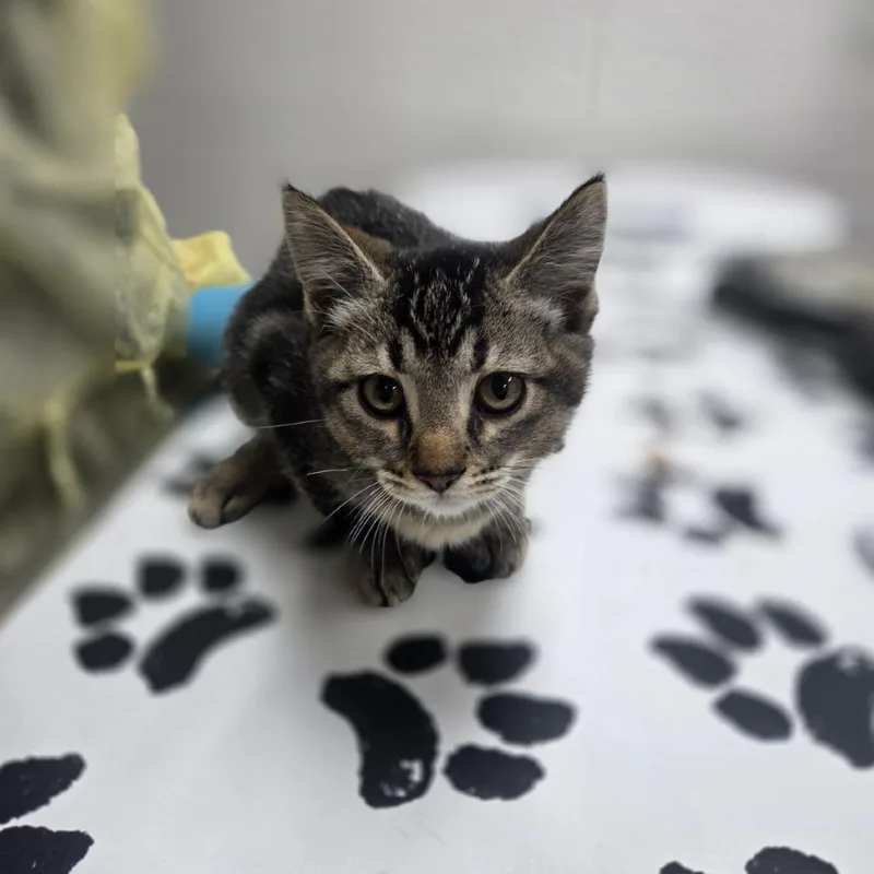A baby small-sized male Brown / Chocolate Domestic Short Hair cat named Pepperoni for adoption in Incline Village, NV