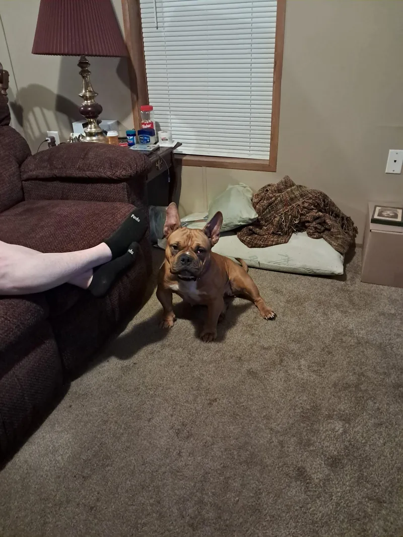 An adult small-sized female French Bulldog dog named Corinne for adoption in Zimmerman, MN