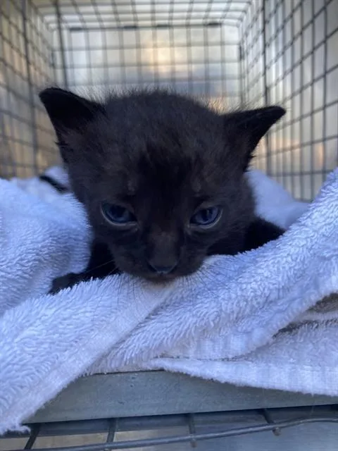 A baby small-sized female Domestic Short Hair cat named Shadow for adoption in Dallas, TX