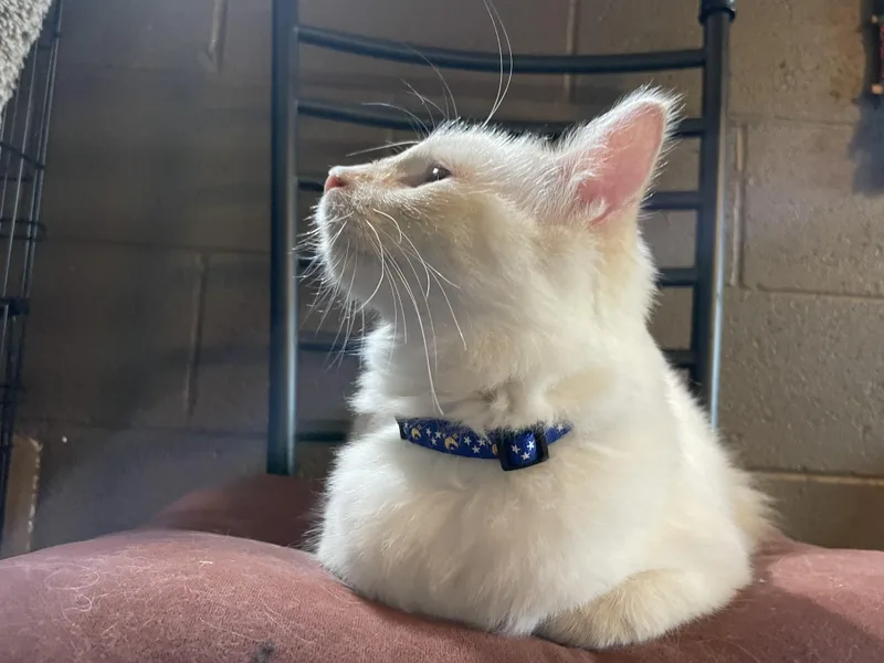A young medium-sized male Flame Point Siamese cat named Snowball for adoption in Export, PA