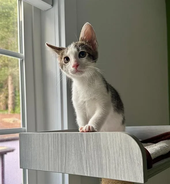A baby small-sized female Domestic Short Hair cat named Vanilla Swirl for adoption in Santa Cruz, CA