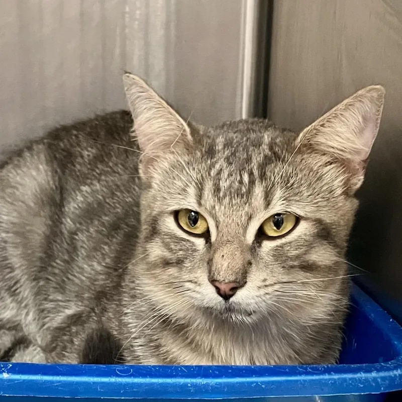 A young large-sized male Domestic Short Hair cat named Grimm for adoption in Port Charlotte, FL