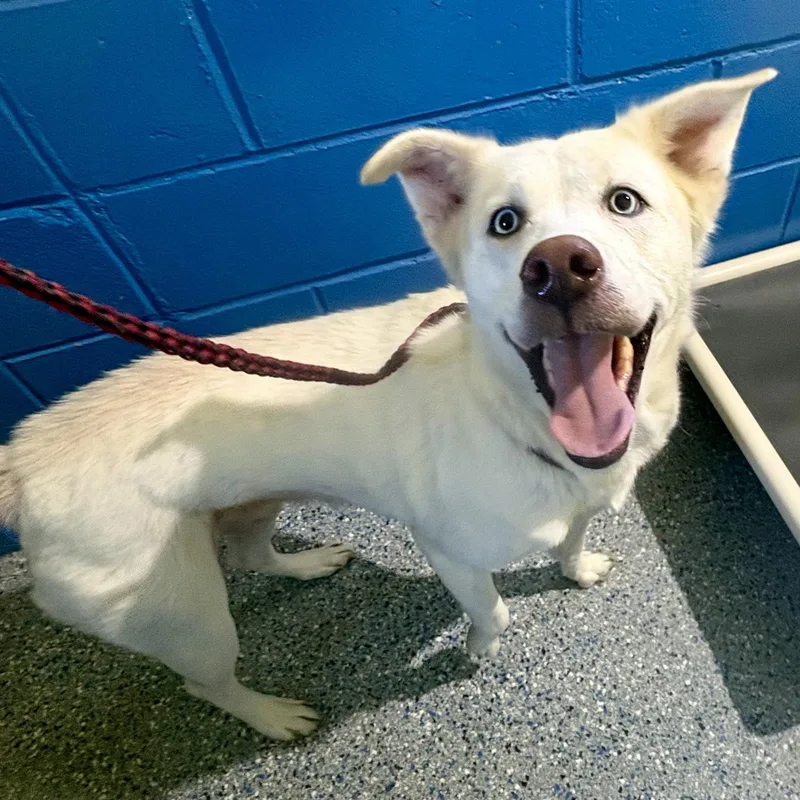 An adult medium-sized female Husky dog named Casper for adoption in Charles City, IA