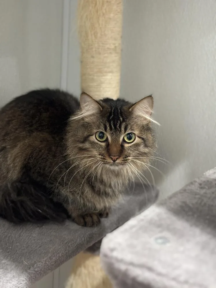 A baby small-sized male Brown / Chocolate Domestic Medium Hair cat named Pablo for adoption in Dallas, TX
