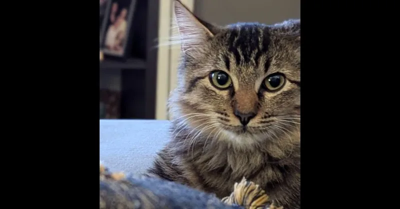 Pablo thumbnail 4
