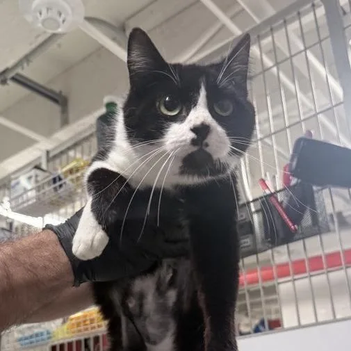 An adult medium-sized female Black Domestic Short Hair cat named Lisa Frank for adoption in New York, NY