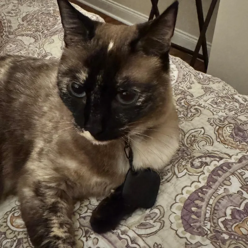 An adult medium-sized female Tortoiseshell Domestic Short Hair cat named Maggie for adoption in Chattanooga, TN