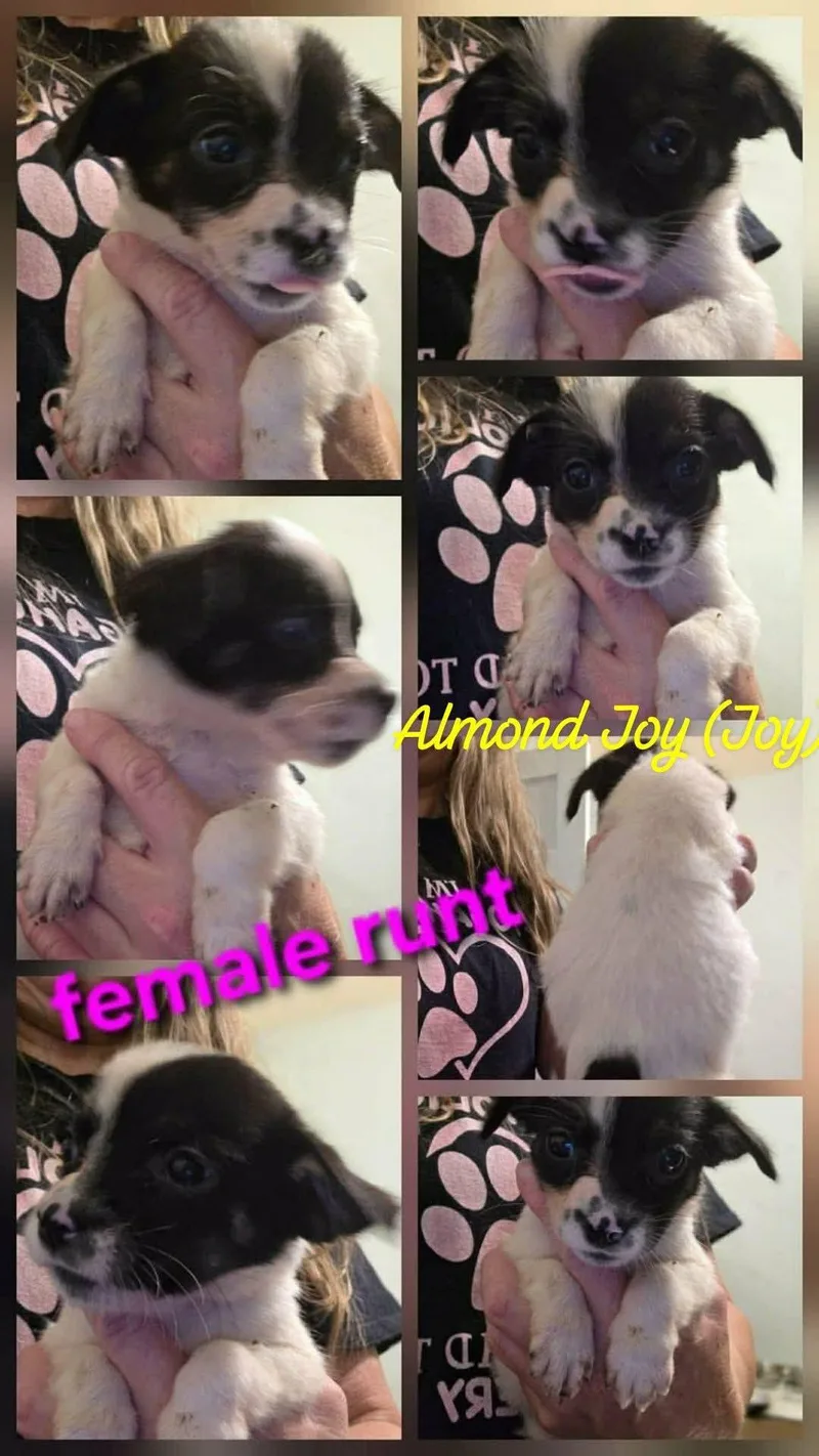 A baby small-sized female Terrier dog named Almond Joy for adoption in Saunderstown, RI
