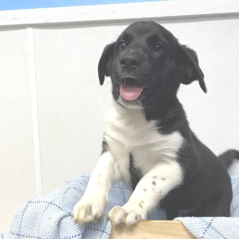 A baby medium-sized male Black Labrador Retriever dog named Spock for adoption in Belleville, IL