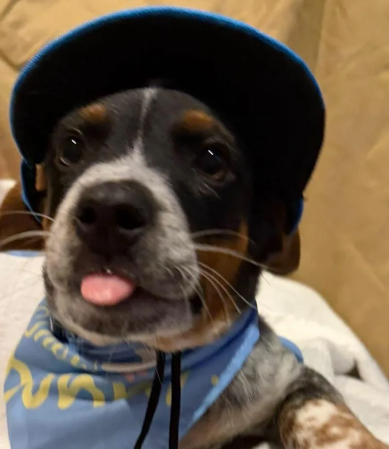 A baby medium-sized male Beagle dog named Marble for adoption in Scranton, PA