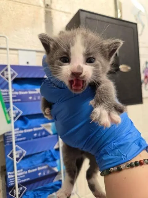 A baby medium-sized male Gray / Blue / Silver Domestic Short Hair cat named Starlord for adoption in Fruit Heights, UT