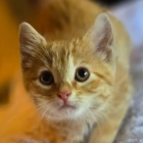 A baby small-sized male Orange / Red Domestic Short Hair cat named Taki for adoption in Grand Rapids, MN