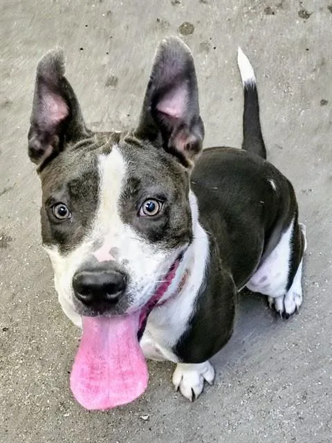 A young large-sized female Pit Bull Terrier dog named Drisella for adoption in Tucson, AZ