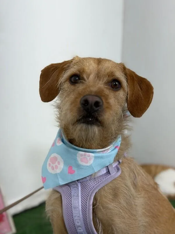 A young medium-sized female Golden Schnauzer dog named Amore for adoption in Carlsbad, CA
