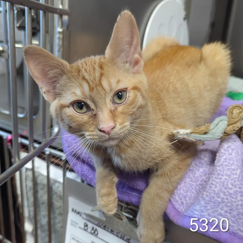 A baby medium-sized male Domestic Short Hair cat named Cheesy Gordita Crunch for adoption in Aberdeen, WA