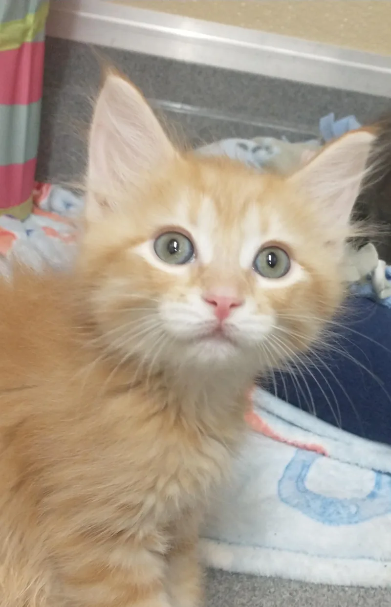 A baby medium-sized female Tabby (Orange / Red) Domestic Medium Hair cat named Tango for adoption in Tomah, WI