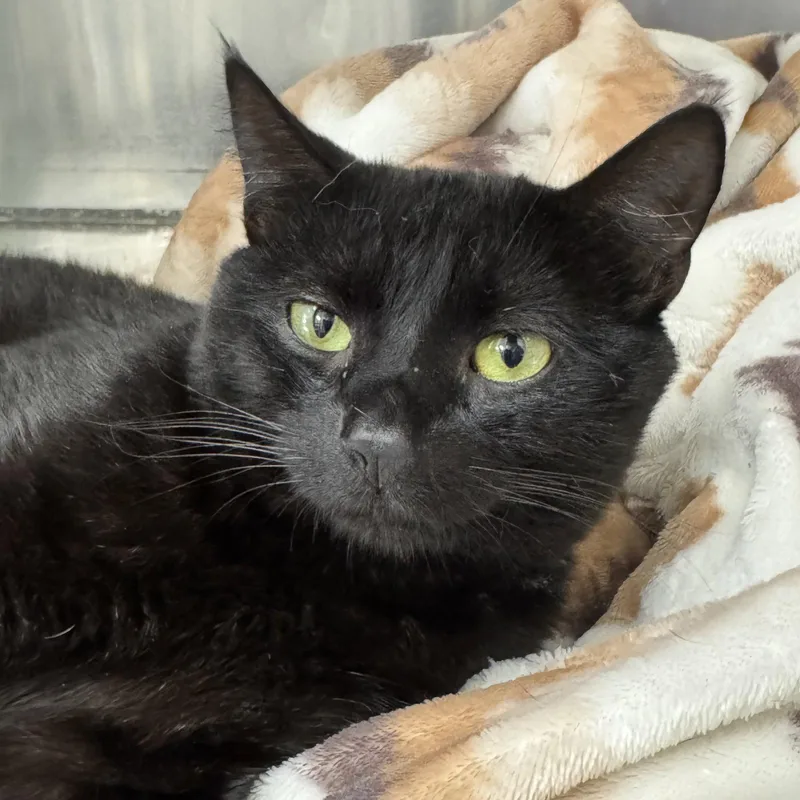 A young medium-sized male Black Domestic Short Hair cat named Bear for adoption in Winchendon, MA
