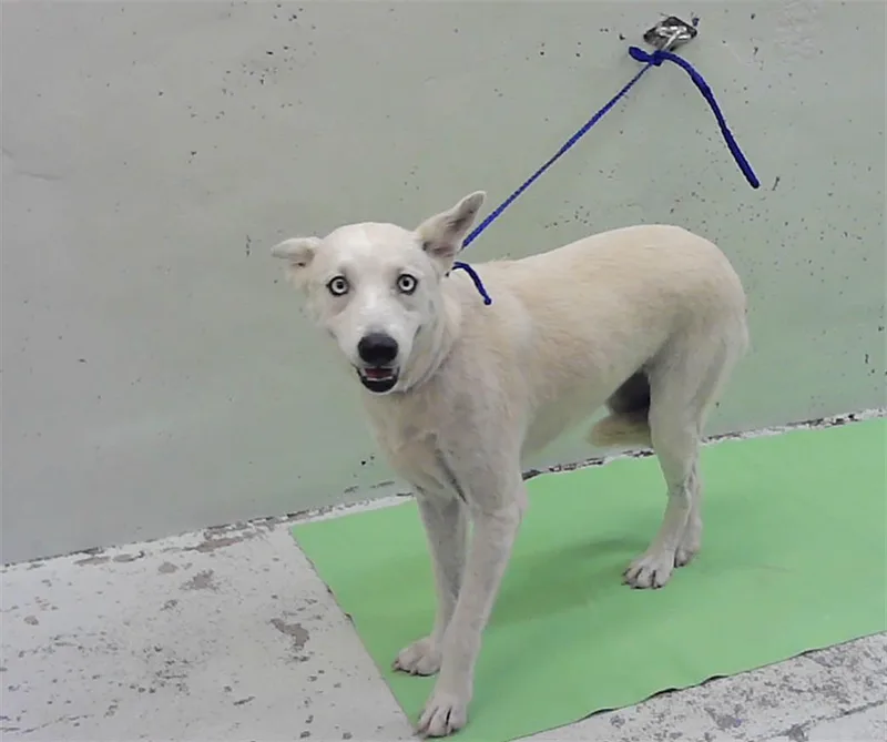 A young medium-sized female Siberian Husky dog named Ellie for adoption in Houston, TX