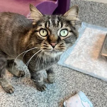 An adult large-sized male Tabby (Brown / Chocolate) Domestic Medium Hair cat named Cosmo Duck Jasper for adoption in Manassas, VA