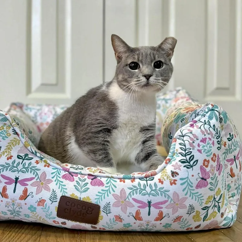 Chickpea thumbnail 2