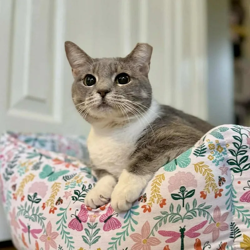 Chickpea thumbnail 4