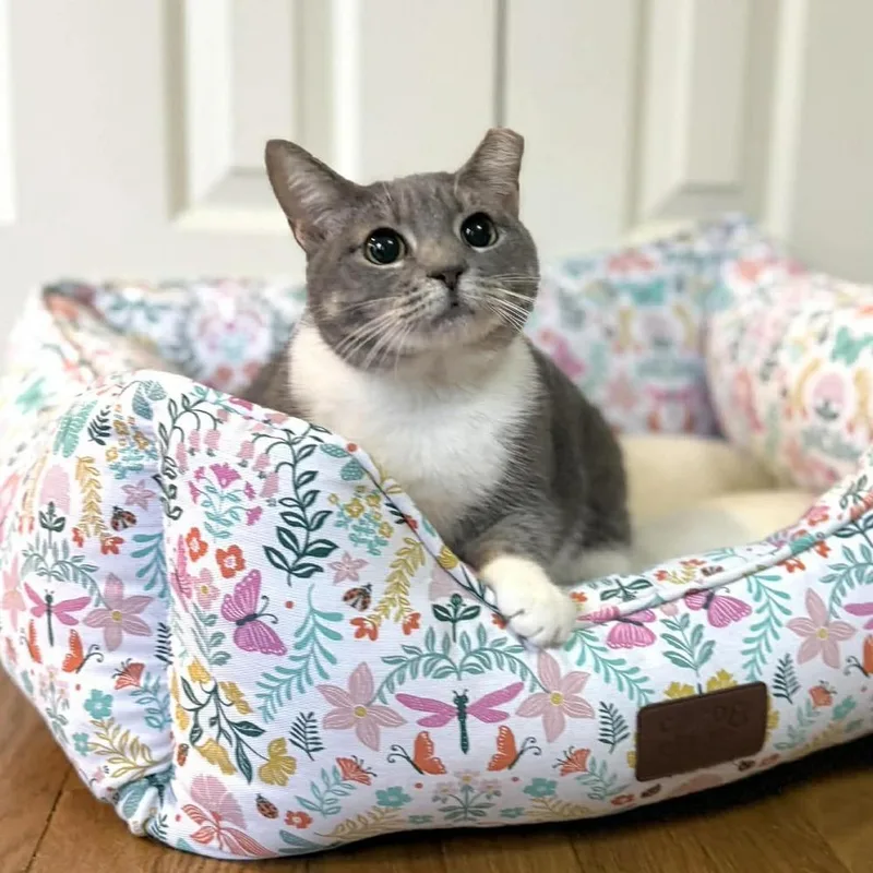 Chickpea thumbnail 6