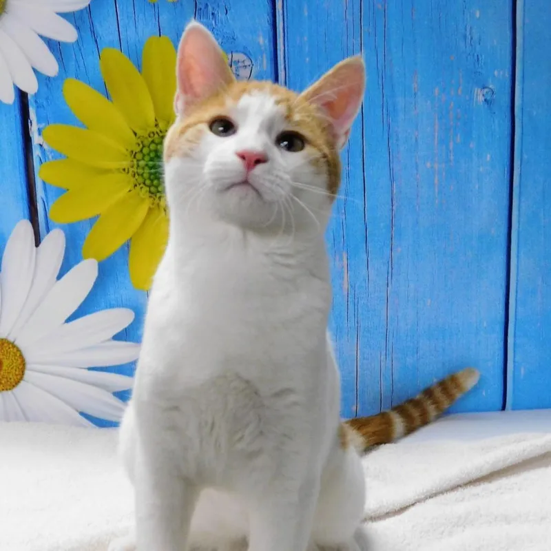 A young medium-sized male White Domestic Short Hair cat named Paul for adoption in Peoria, IL