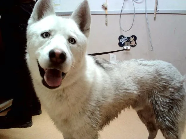 An adult large-sized male Siberian Husky dog named Yukon for adoption in Martinez, CA