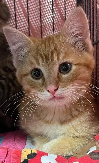 A young small-sized male Tabby (Orange / Red) Domestic Short Hair cat named Saffron for adoption in Webster City, IA