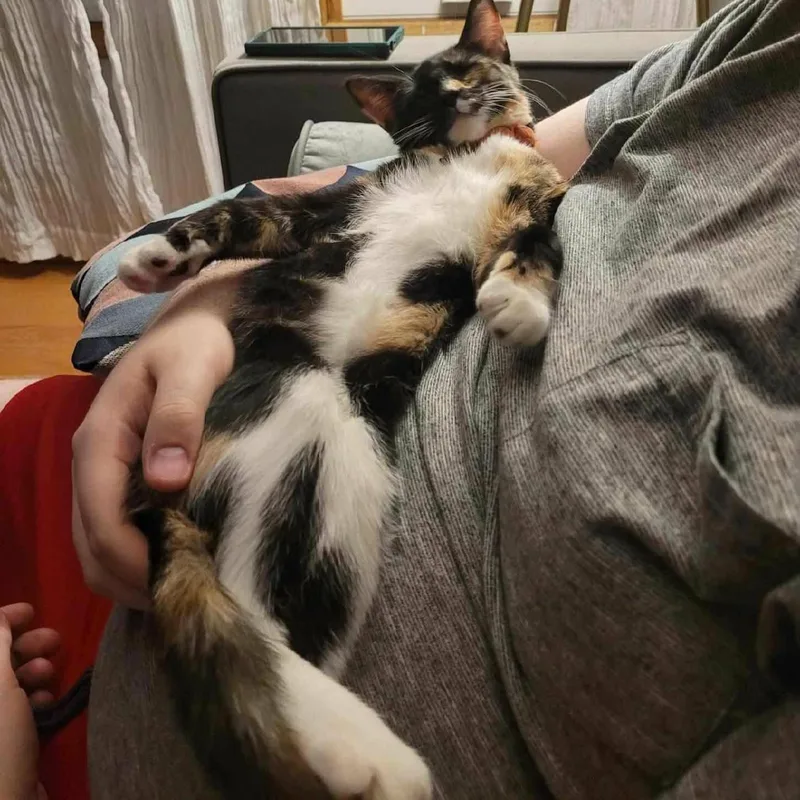 A young medium-sized female Calico cat named Ashley for adoption in Gladstone, OR