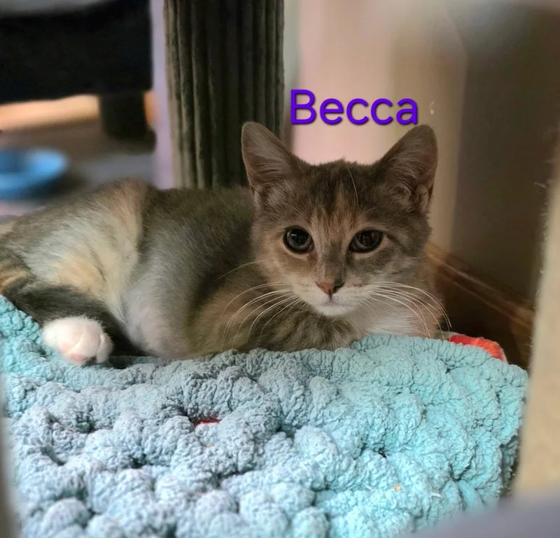 A baby small-sized female Dilute Calico Domestic Short Hair cat named Becca for adoption in Faribault, MN