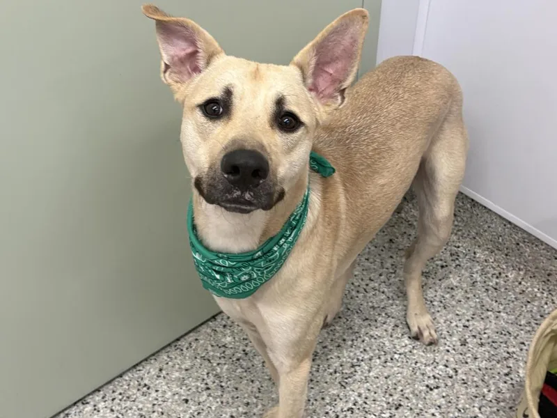 A young large-sized male Mixed Breed dog named Burney for adoption in Detroit, MI