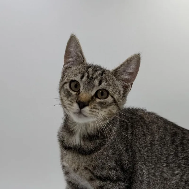 A baby medium-sized male Domestic Short Hair cat named Rougarou for adoption in State College, PA