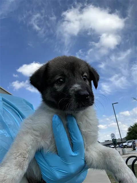 A baby small-sized female Shepherd dog named A for adoption in San Antonio, TX