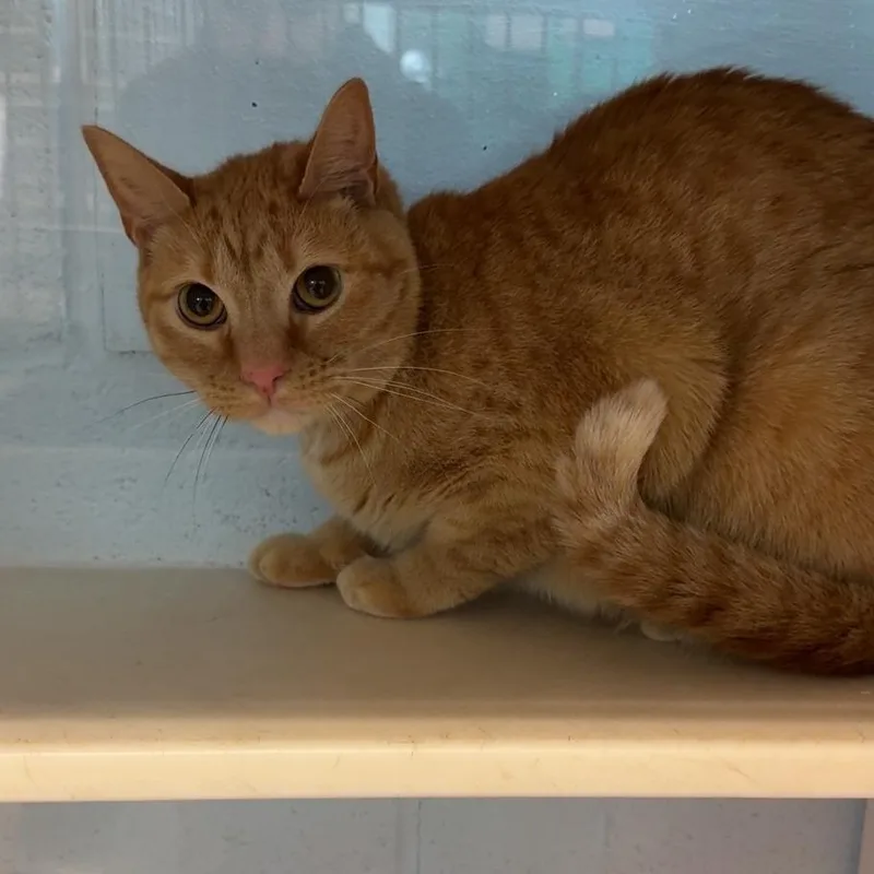 An adult medium-sized female Orange / Red Domestic Short Hair cat named Num Num for adoption in Lakewood, CO