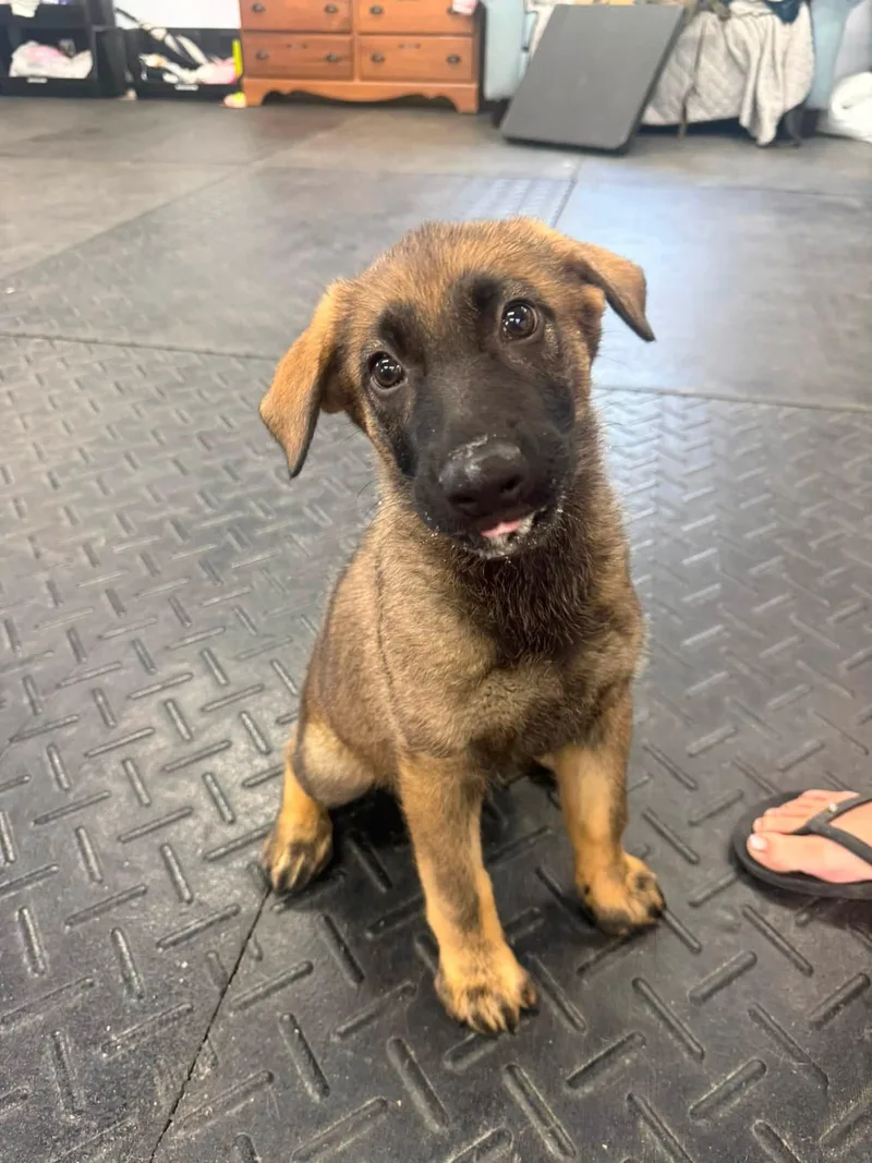 A young medium-sized female Black German Shepherd Dog dog named Lada for adoption in Grantville, PA